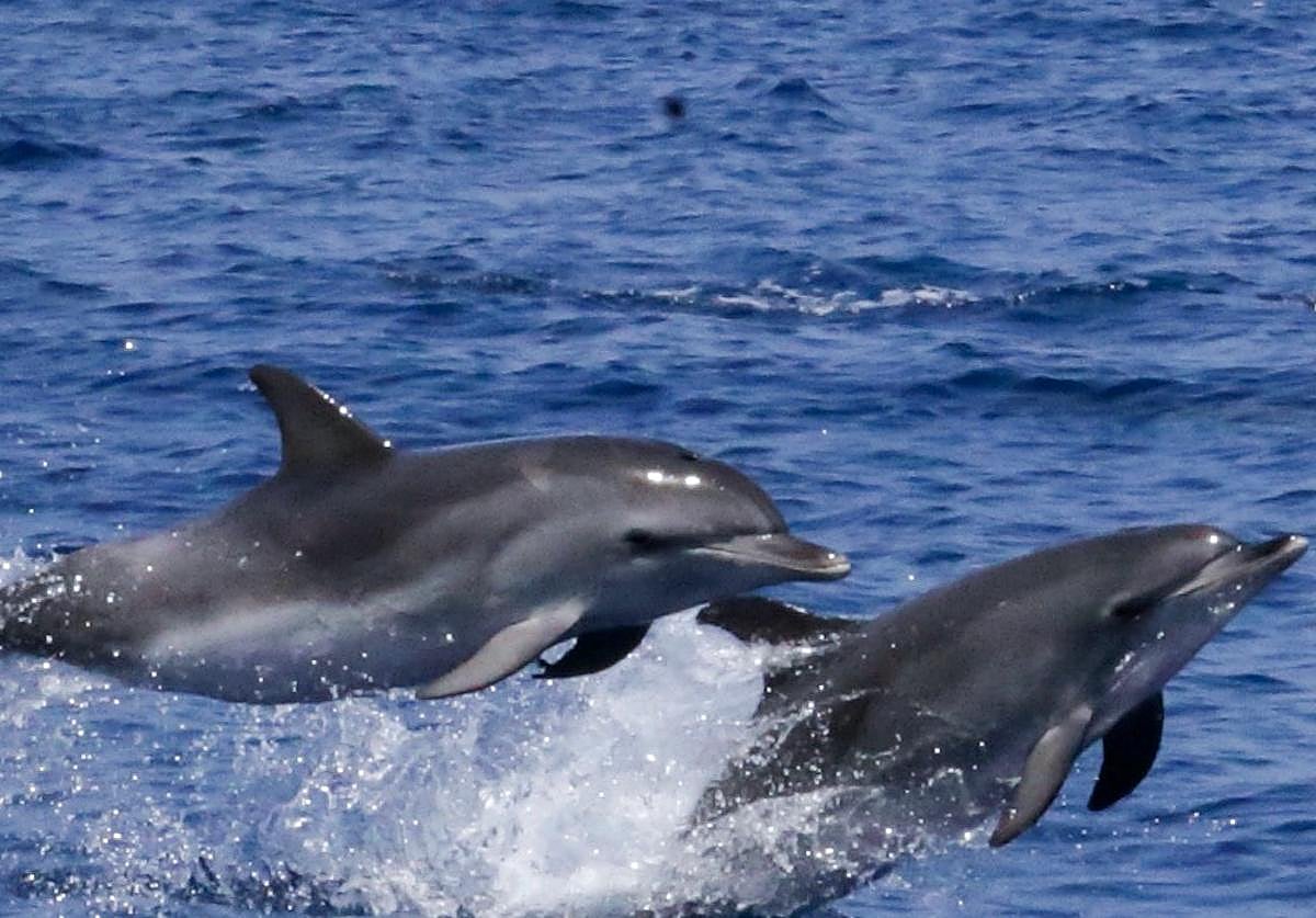 Salidas en barco para delfines.