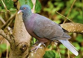 En la magen, una paloma rabiche, que oesa 400 gramos y mide 40 centímetros de largo.
