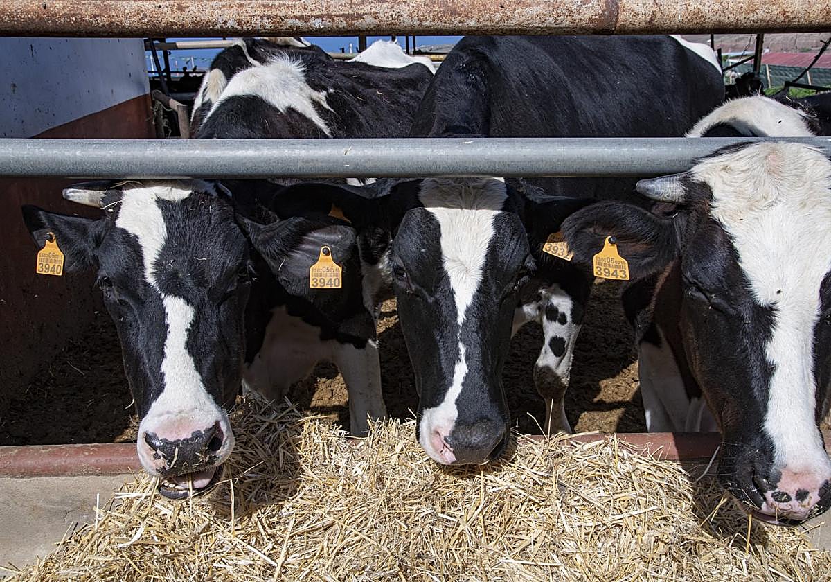 En el último año ha aumentado el sacrificio de animales y se han reducido el número de explotaciones ganaderas en las islas. Arcadio Suárez