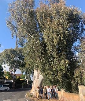 Imagen secundaria 2 - Santa Brígida talará siete ejemplares de eucaliptos en mal estado de salud en la GC-111