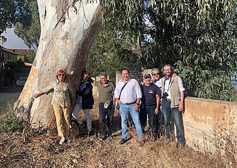 Imagen secundaria 1 - Santa Brígida talará siete ejemplares de eucaliptos en mal estado de salud en la GC-111