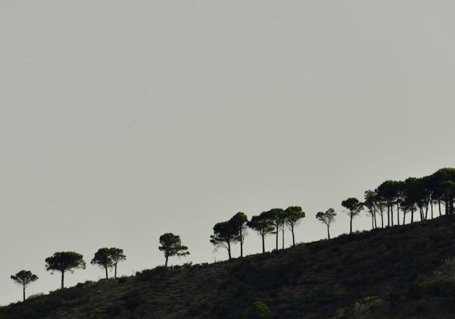 El intenso calor tiene a varias islas en alerta por riesgo de incendios.