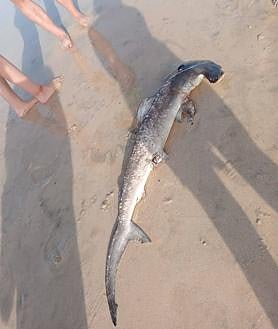Imagen secundaria 2 - Un pequeño tiburón martillo aparece en una playa de Fuerteventura