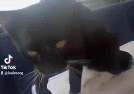 Imagen y vídeo del rescate del felino del interior del coche, en el municipio de Santa Lucía de Tirajana.