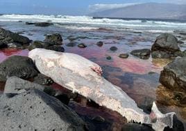 Imagen del cetáceo en Arenas Blancas (El Hierro)