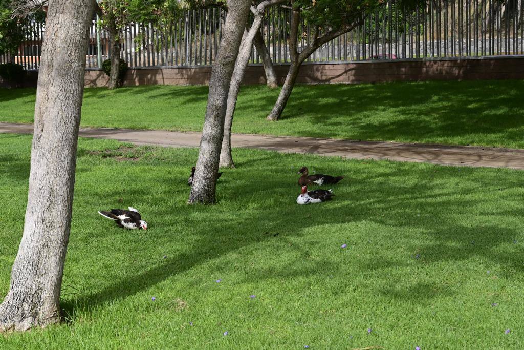 Zafarrancho en el Parque del Sur