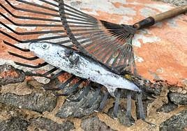 Imagen de un pez globo encontrado muerto en la costa.