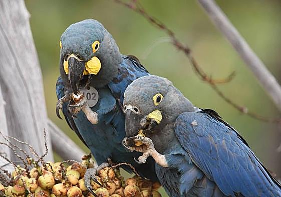 Loro Parque Fundación consolida la reintroducción en la naturaleza del casi extinto guacamayo de Lear