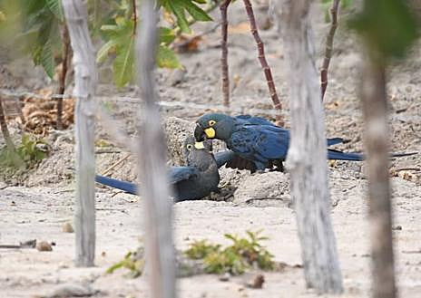 Imagen secundaria 1 - Loro Parque Fundación consolida la reintroducción en la naturaleza del casi extinto guacamayo de Lear