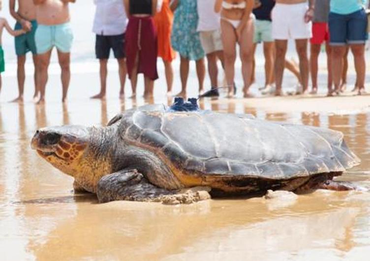 La tortuga 'Chofe' emprende su viaje por aguas africanas