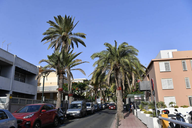 La ciudad lucha con las palmeras enfermas