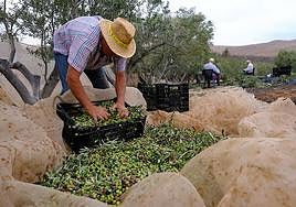 Campaña de recogida de aceitunas para prensar en la almazara insular.