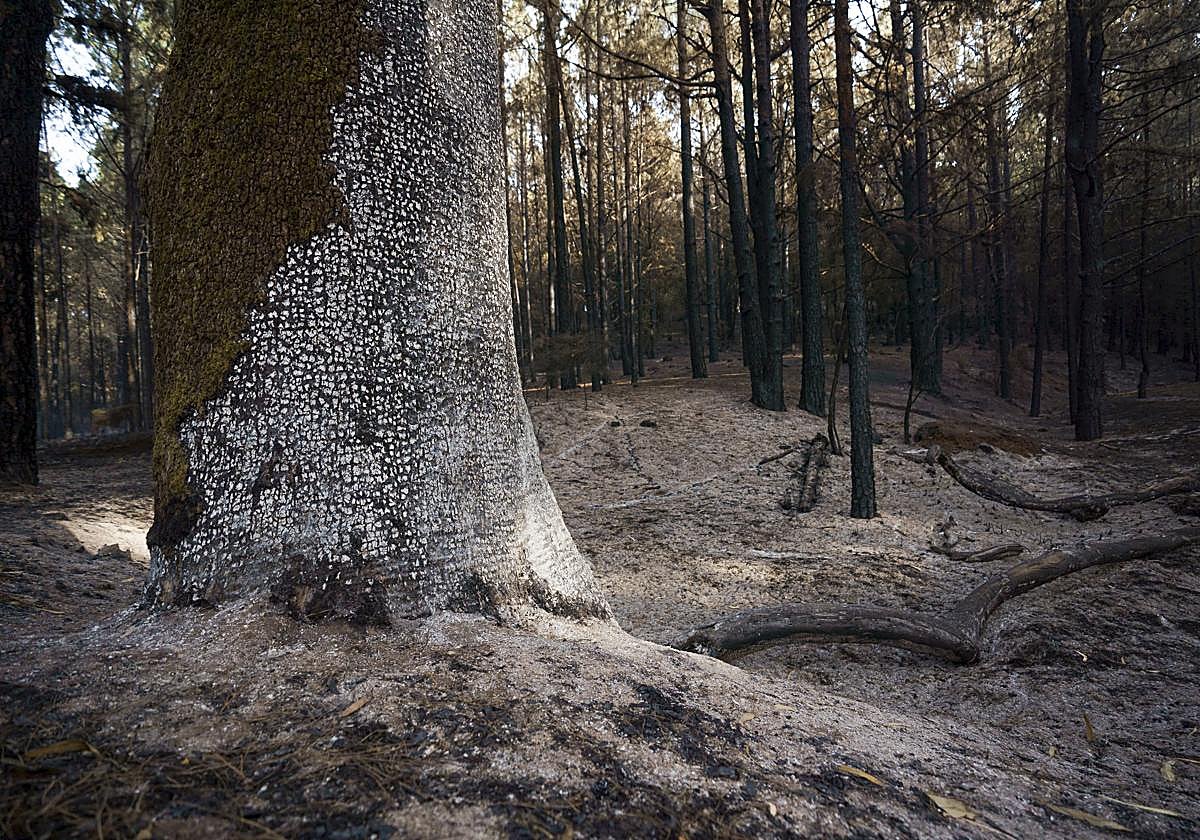 El bosque de Las Raíces, hoy martes en el municipio de El Rosario, quemado por el incendio forestal que afecta a la isla de Tenerife.