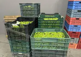 23.000 kilos de aceitunas en la almazara del Cabildo