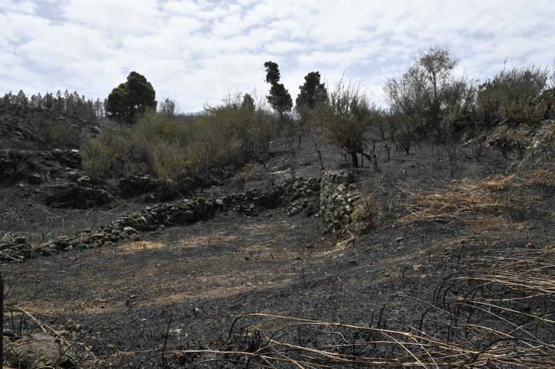 Las secuelas del fuego en Tenerife