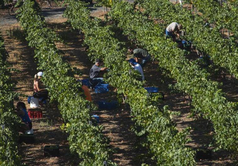 El Consejo Regulador de la DOP Vinos de Gran Canaria inicia la renovación de su directiva