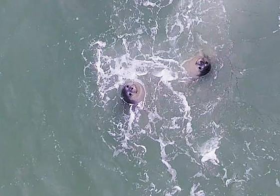 'La última gran colonia' aborda la lucha de la foca monje por sobrevivir.