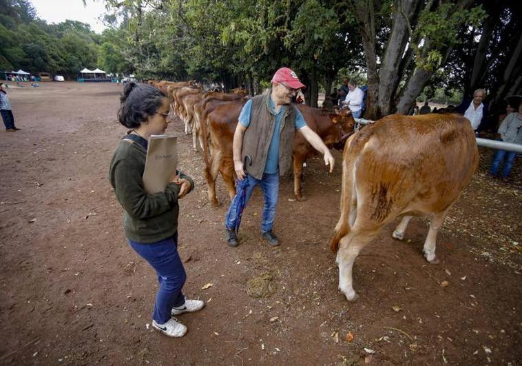Una feria de ganado pasada por agua en Teror
