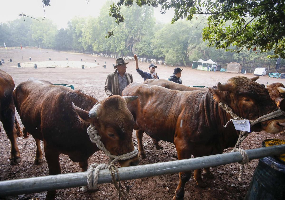 400 animales se dan cita en la Feria de Ganado del Pino