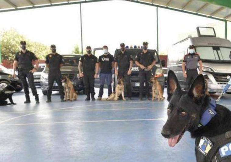 Perros policía ayudan a detener a dos hombres por tráfico de drogas en Canarias
