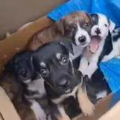 Abandonan a ocho cachorros dentro de una caja en un solar de Vecindario