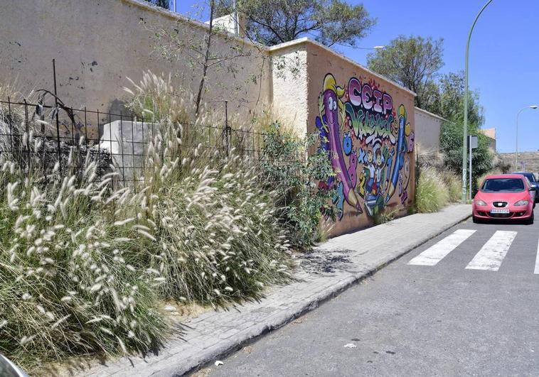 El rabo de gato coloniza la ciudad