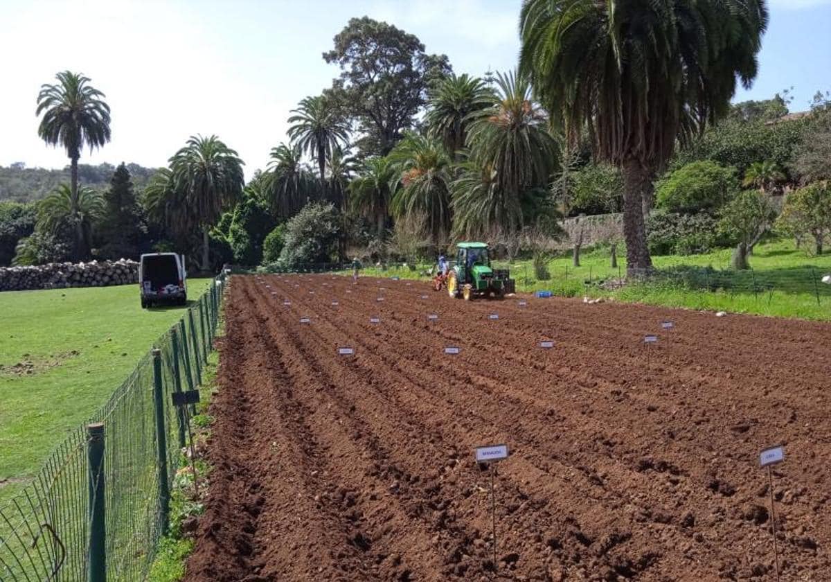 Imagen del cultivo de papas en la finca de Osorio.