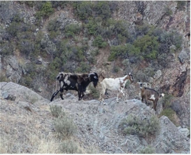 Algunos ejemplares de ganado asilvestrado observados en el trabajo de campo.