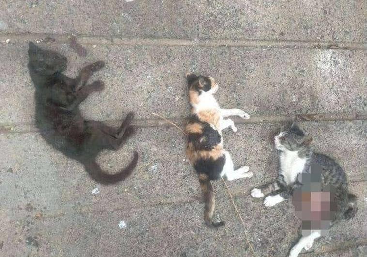 Masacre de gatos en Jinámar por perros de cazadores