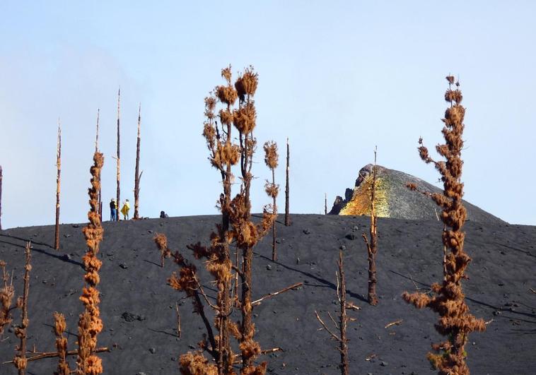 La 'foto finish' de la carrera de la naturaleza para colonizar el volcán