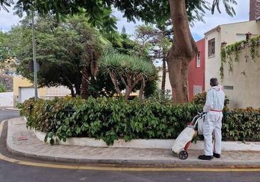 Detectan más ejemplares de mosquito tigre y fumigan cinco casas en Tenerife