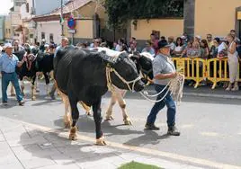 Lo mejor del ganado de la isla se dio cita en el Recinto Ferial de Valsequillo.
