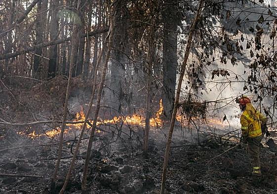 Actuación de los efectivos del BRIFOR, la UME y del Consorcio de Bomberos de Tenerife en la zona de Ravelo (Tenerife).