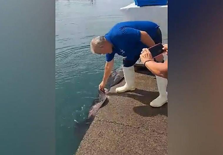 Los turistas fotografían la curiosidad de los chuchos comiendo como si fueran animales mansos.