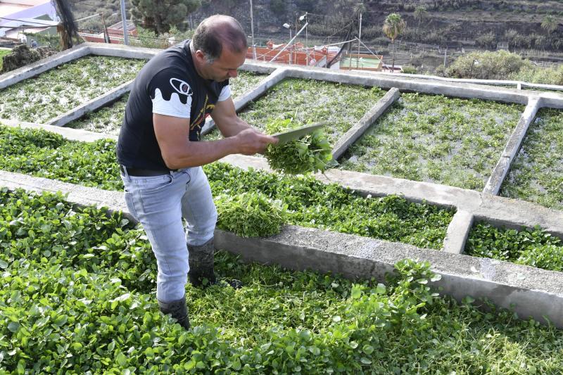 Las berreras de La Solana, en imágenes