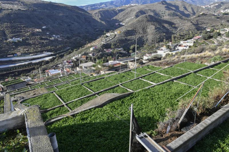 Las berreras de La Solana, en imágenes