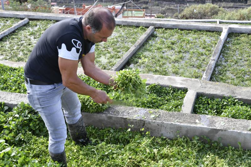 Las berreras de La Solana, en imágenes