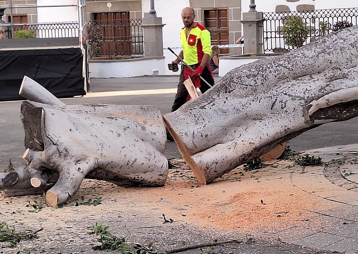 Imagen secundaria 1 - Se desploma un árbol centenario en Telde