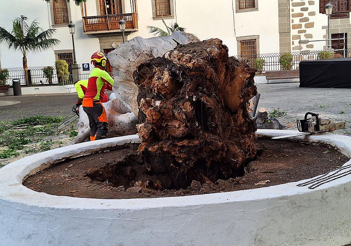 Imagen principal - Se desploma un árbol centenario en Telde