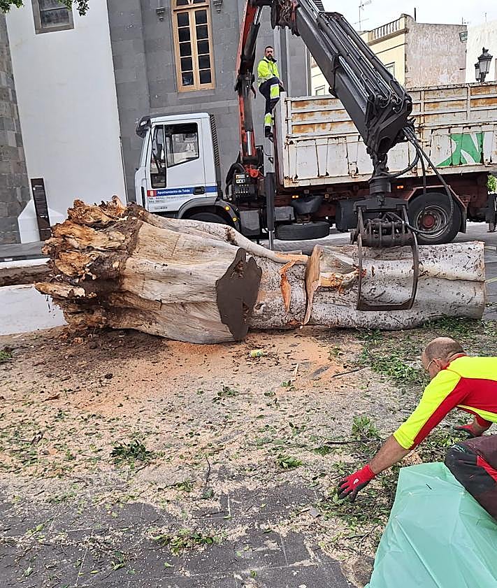 Imagen secundaria 2 - Se desploma un árbol centenario en Telde