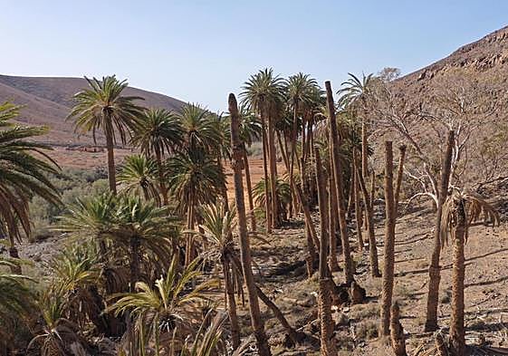 Palmeral de la Madre del Agua, en el municipio de Pájara.