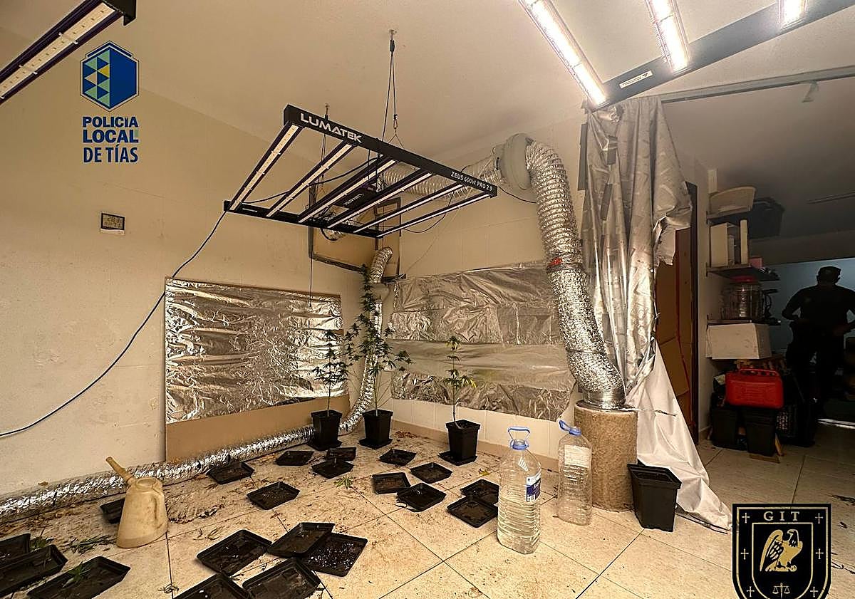 Imagen principal - Desmantelan un local de cultivo de marihuana en Puerto del Carmen