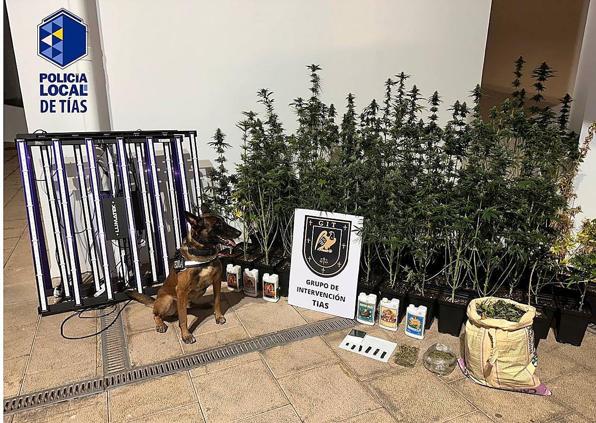 Imagen secundaria 1 - Desmantelan un local de cultivo de marihuana en Puerto del Carmen