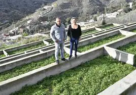 Francisco Verde y Roxana Orellana, entre sus tajos plantados de berros en La Solana.
