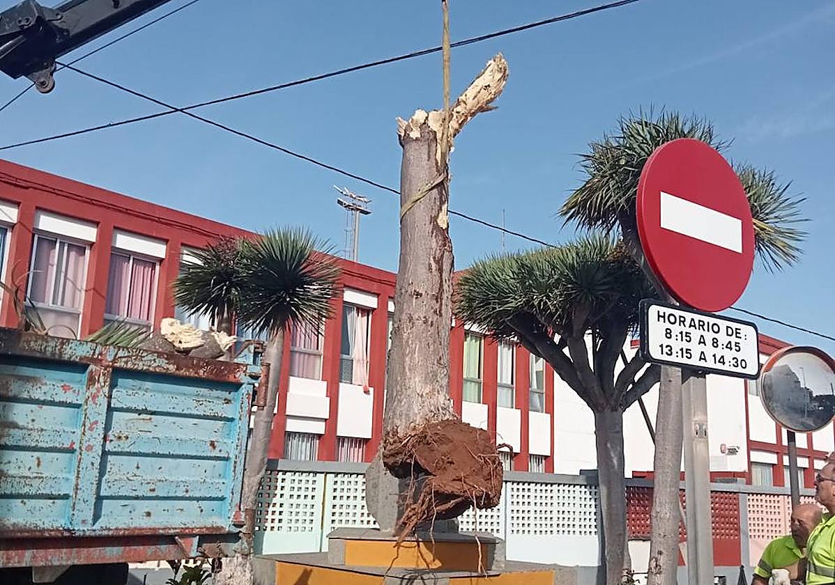 Momento de la tala del drago situado junto al CEIP Juan Arencibia Sosa de La Atalaya.