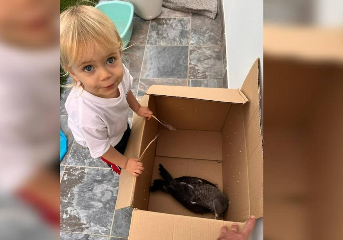 La 'superagente' Carlota rescata a una pardela herida en la capital grancanaria