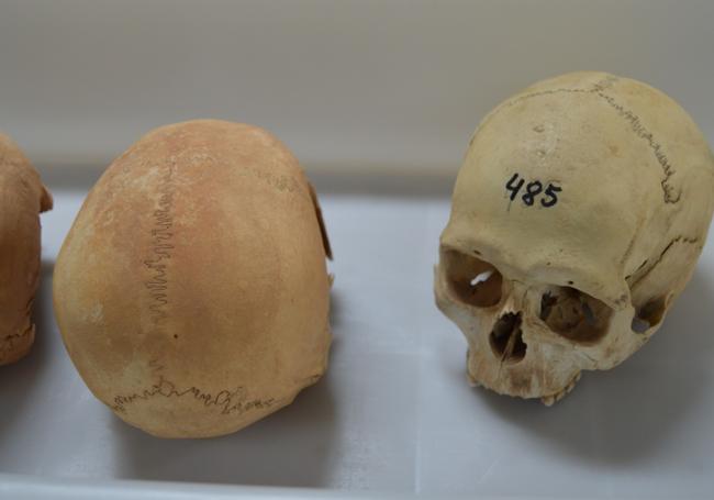 La investigación también analiza los restos majos de la exposición 'De vuelta a casa', que se nutre de los fondos de la isla custodiados hasta ahora por el Museo Canario y el Museo Arqueológico de Tenerife.