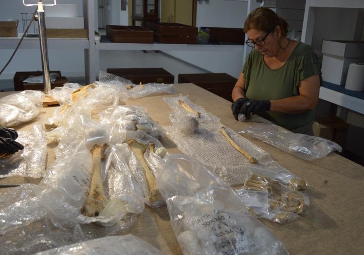 No sólo se investigan los cráneos, también los huesos encontrados en los yacimientos de Fuerteventura.