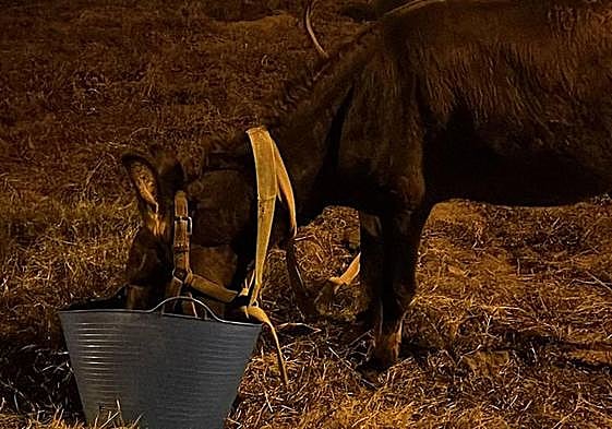 Encuentran abandonados a un burro y un perro en Telde