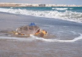 Ajuy, que se localizó en septiembre en Corralejo, con su satélite metiéndose en el mar de Playa Blanca.